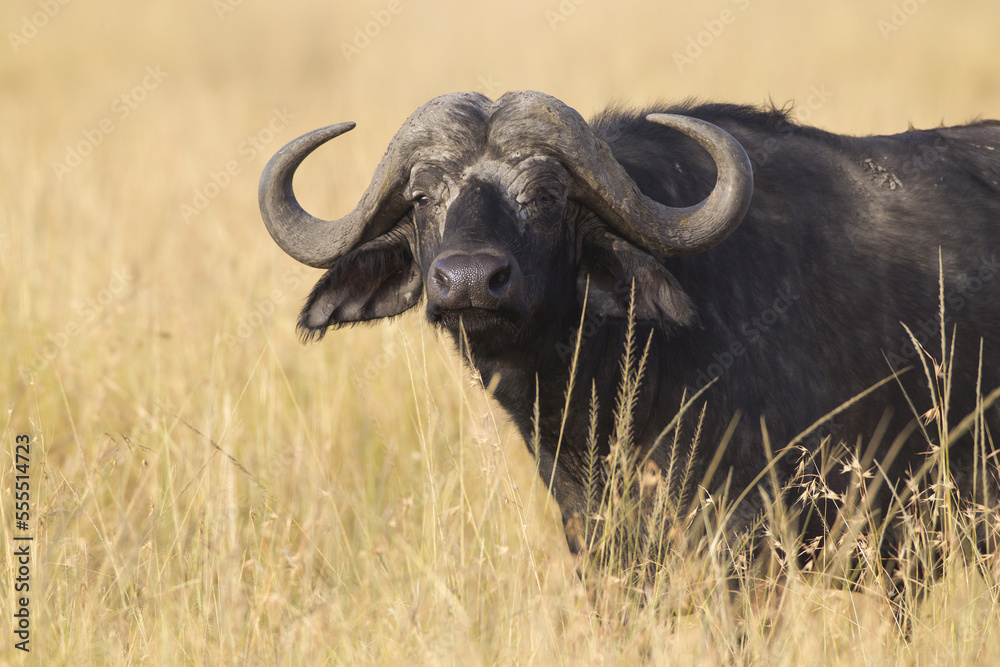 African buffalo (Syncerus caffer) in savanna, Maasai Mara National Reserve, Kenya, Africa. African buffalo (Syncerus caffer) in savanna, Maasai Mara National Reserve, Kenya, Africa.