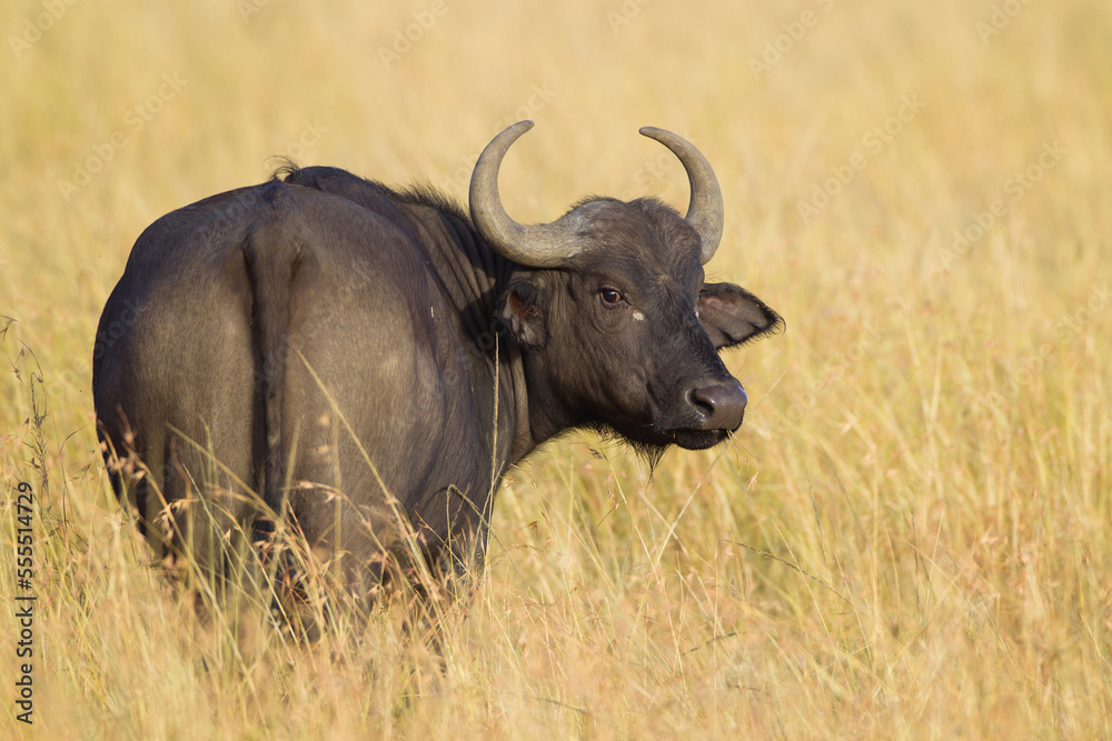 African buffalo (Syncerus caffer) in savanna, Maasai Mara National Reserve, Kenya, Africa. African buffalo (Syncerus caffer) in savanna, Maasai Mara National Reserve, Kenya, Africa.