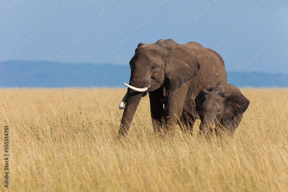 African Bush Elephant (Loxodonta africana) Mother with Calf, Maasai Mara National Reserve, Kenya, Africa African Bush Elephant (Loxodonta africana) Mother with Calf, Maasai Mara National Reserve, Kenya, Africa