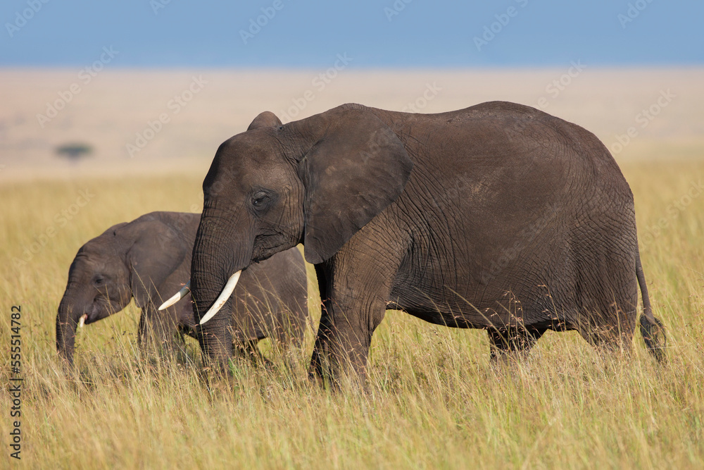 African Bush Elephant (Loxodonta africana) Mother with Calf, Maasai Mara National Reserve, Kenya, Africa African Bush Elephant (Loxodonta africana) Mother with Calf, Maasai Mara National Reserve, Kenya, Africa