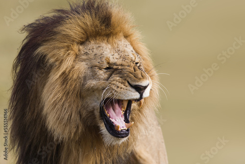 Portrait of Male Lion (Panthera leo), Maasai Mara National Reserve, Kenya, Africa photo