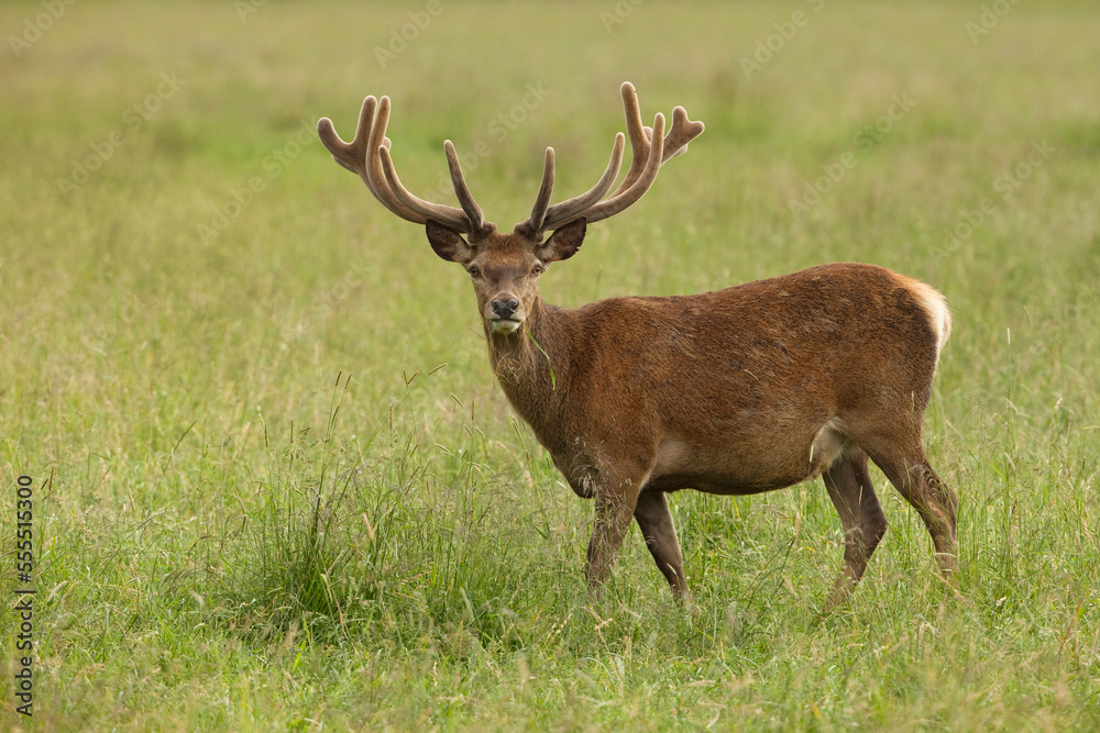 Red Deer (Cervus elaphus), Germany Red Deer (Cervus elaphus), Germany