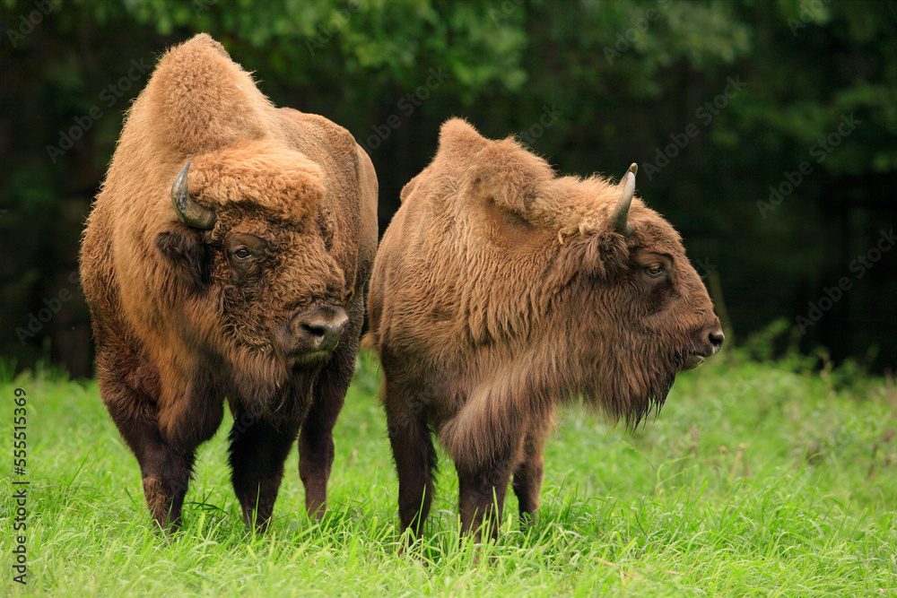 Portrait of Male and Female European Bison (Bison bonasus), Germany Portrait of Male and Female European Bison (Bison bonasus), Germany