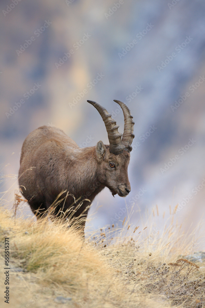 Alpine Ibex (Capra ibex), Gran Paradiso National Park, Italy
