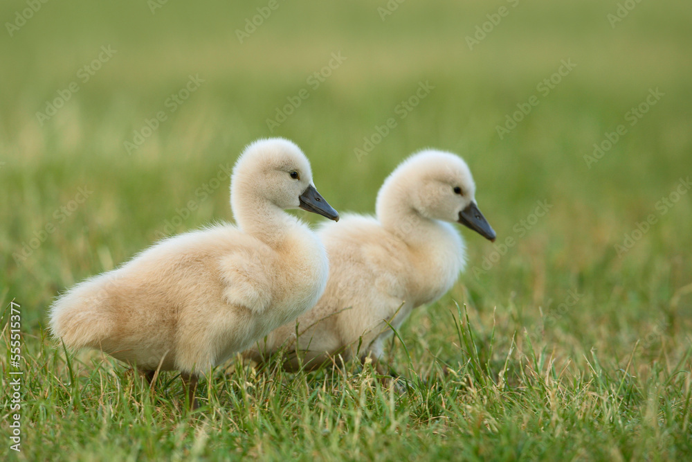 Two Mute Swan Cygnets (Cygnus olor), Germany Two Mute Swan Cygnets (Cygnus olor), Germany