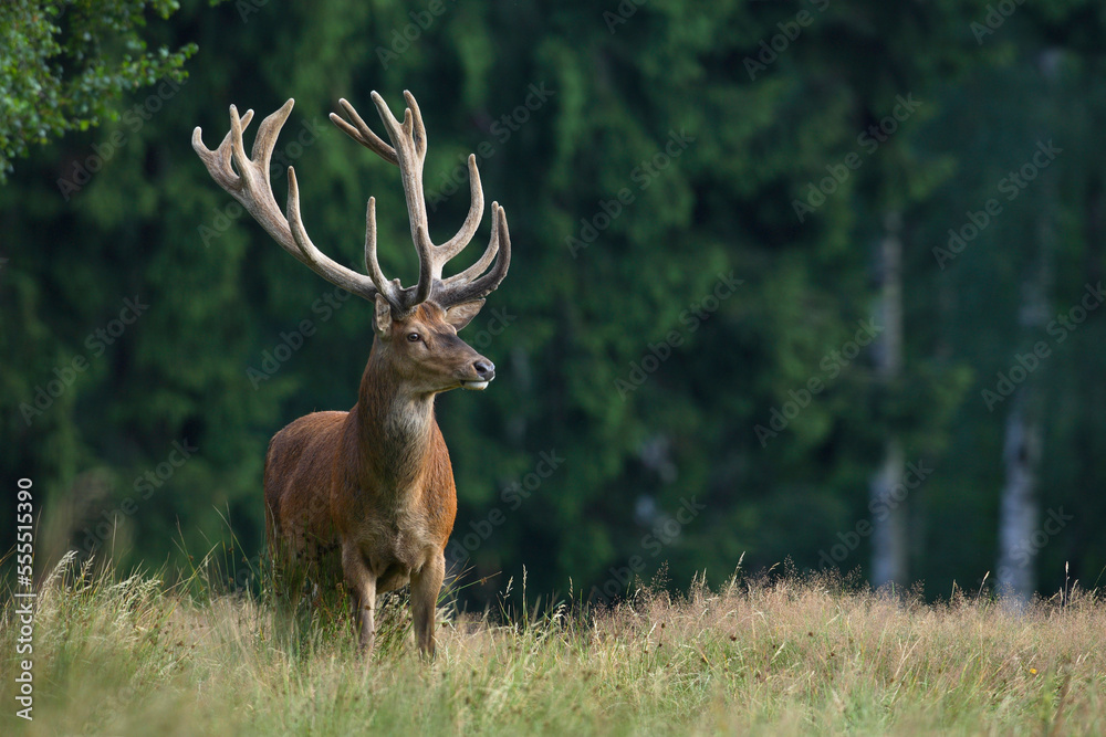 Portrait of Red Deer (Cervus elaphus), Germany Portrait of Red Deer (Cervus elaphus), Germany