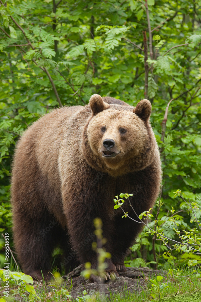 European Brown Bear (Ursus arctos arctos), Bavarian Forest National Park, Bavaria, Germany European Brown Bear (Ursus arctos arctos), Bavarian Forest National Park, Bavaria, Germany