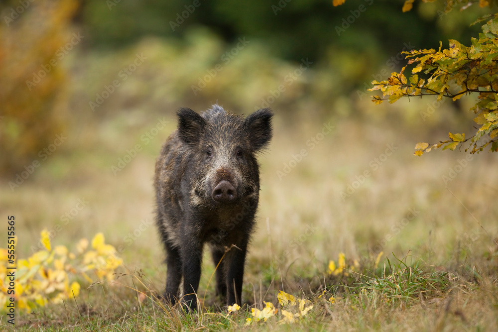 Portrait of young, Wild Boar (Sus scrofa), Germany Portrait of young, Wild Boar (Sus scrofa), Germany