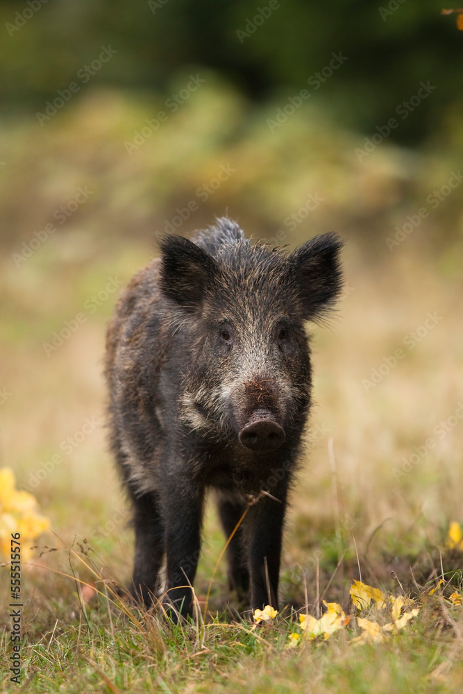 Close-up portrait of young, Wild Boar, Sus scrofa, Germany Close-up portrait of young, Wild Boar, Sus scrofa, Germany