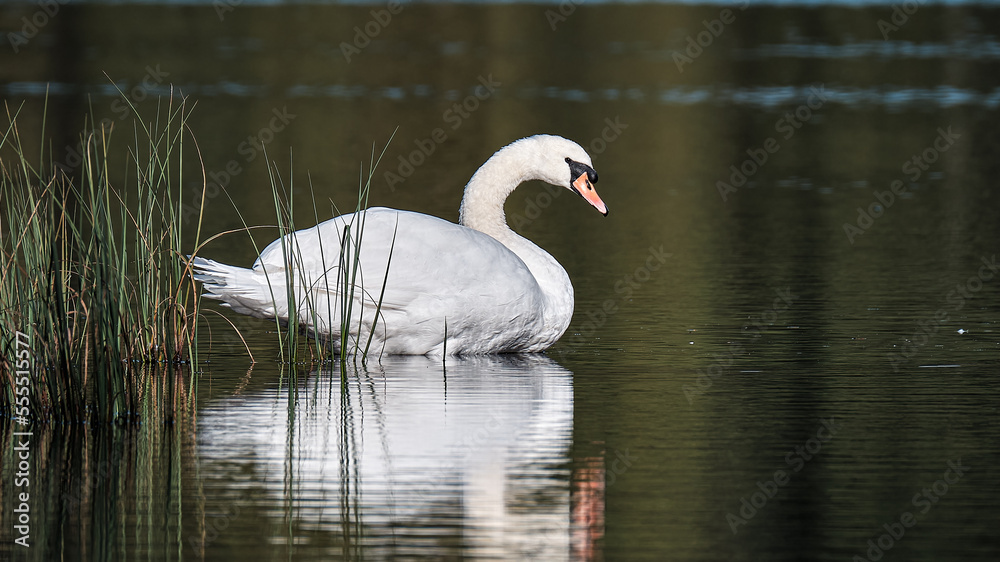 Swan on Loch of Blairs, Moray Swan on Loch of Blairs, Moray