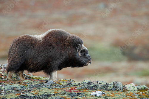 Muskox (Ovibos moschatus), Dovrefjell Sunndalsfjella National Park, Norway photo