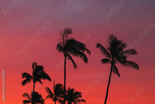 Silhouettes of tropic palms against the sky on sunset