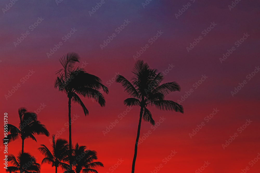 Silhouettes of tropic palms against the sky on sunset or sunrise