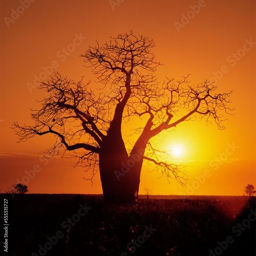 Boab Tree, Sunset Silhouette, Kimberley Region, Australia photo