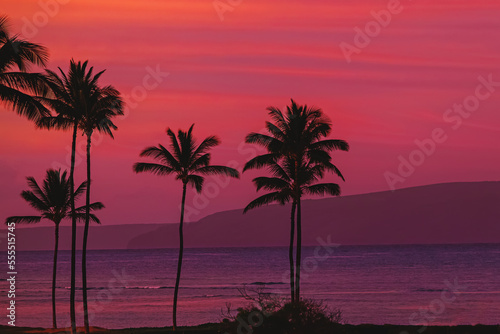 Silhouettes of tropic palms against the sky on sunset or sunrise