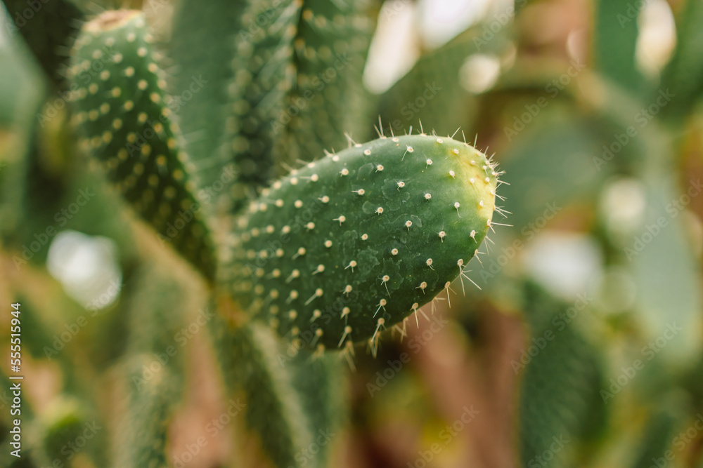 Beautiful big cactus growing in sand botanical greenhouse Beautiful big cactus growing in sand botanical greenhouse