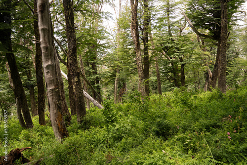 Forest background. View of the mountain woods in a sunny day. Beautiful plants and trees green foliage. 