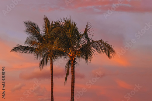 Two tropic palms against the sky on sunrise © Diana Vyshniakova