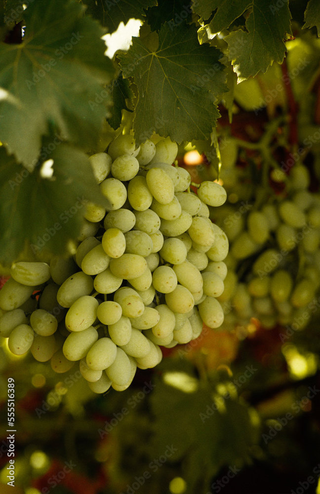 custom made wallpaper toronto digitalWhite Calmeria Table Grapes on Vine