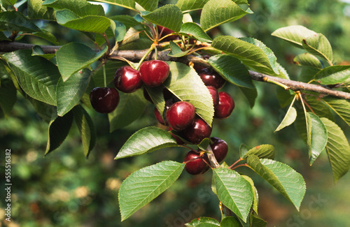 Cherry Orchard, Cherries Growing on Tree photo