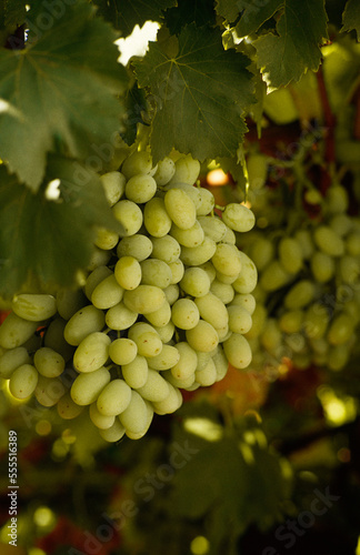 Wallpaper Mural White Calmeria Table Grapes on Vine Torontodigital.ca