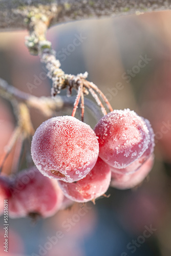 Crabapple trees covered with hoarfrost and ice crystals shining in the sun
