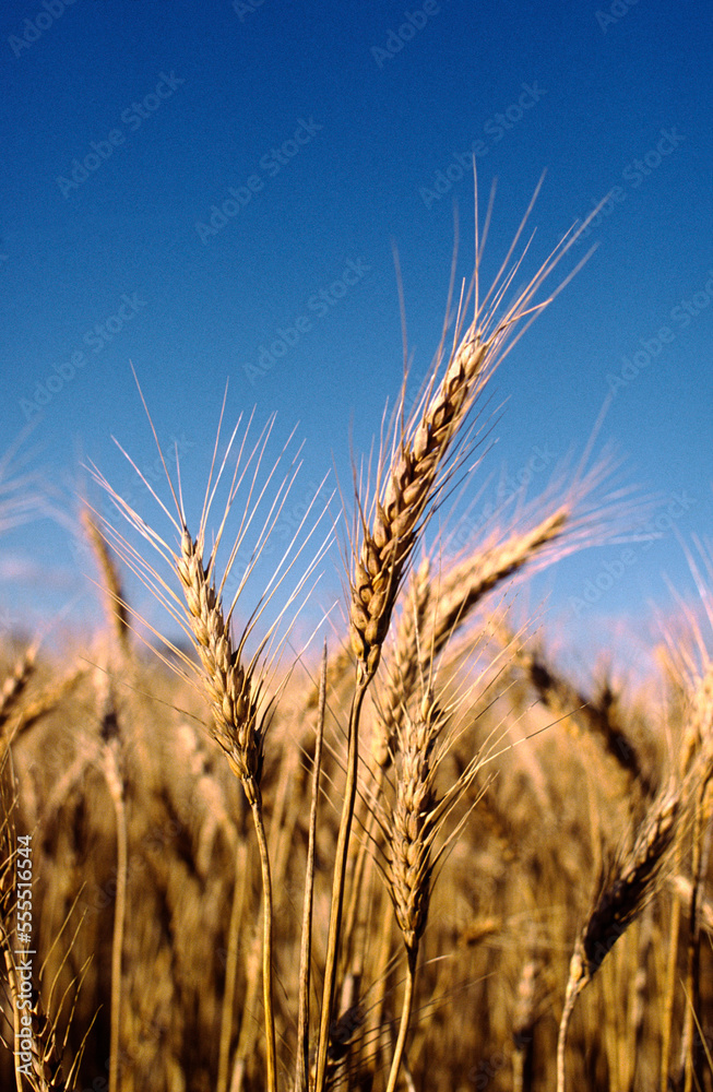 Wheat Crop Ready for Harvest, Australia Wheat Crop Ready for Harvest, Australia