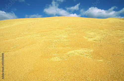 Harvested Wheat Piled into outdoor Bunker, Australia photo