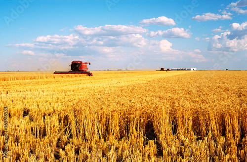 Wheat Harvesting, Australia