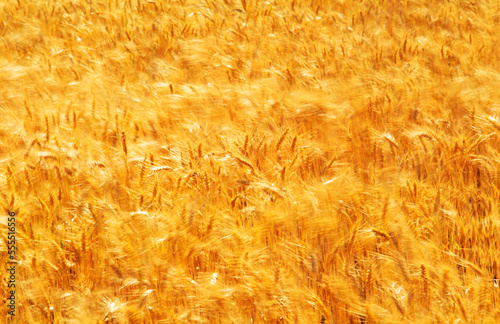 Wheat Crop Ready for Harvest, Australia