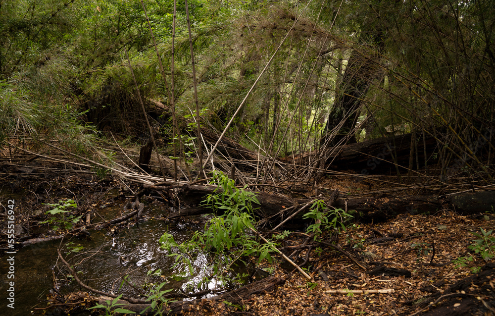 Magical view of the stream flowing along the green forest in Patagonia. Magical view of the stream flowing along the green forest in Patagonia.