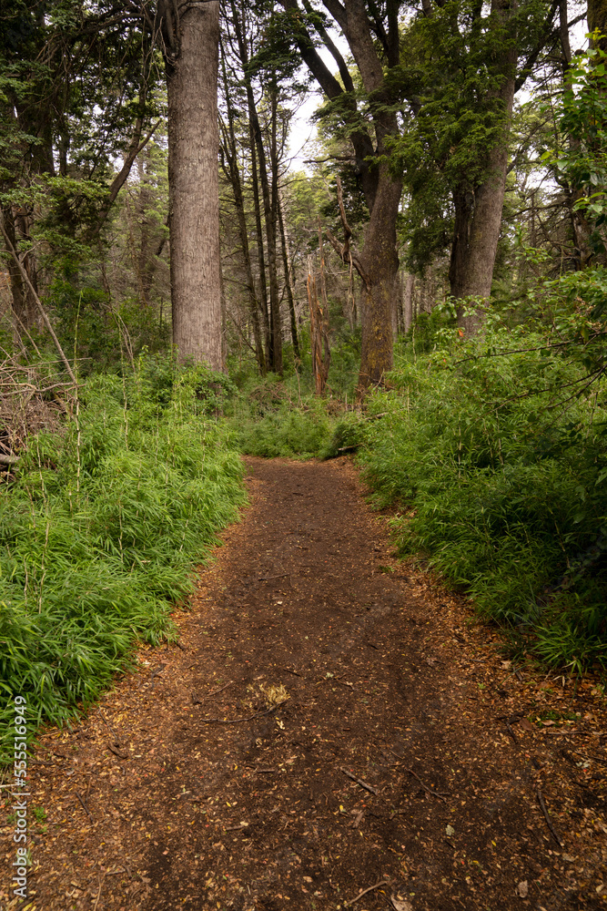 Hiking in the forest. View of the path across the green woods. Hiking in the forest. View of the path across the green woods.