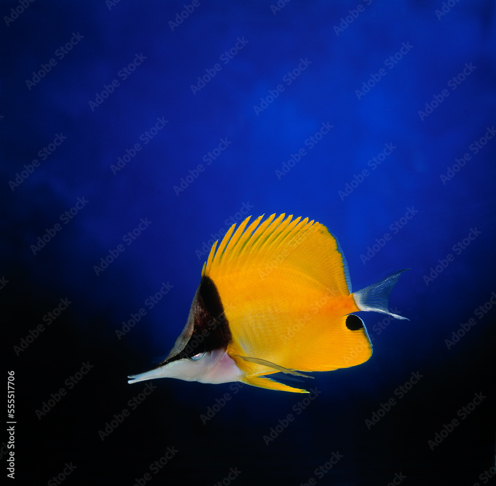 Long-nosed Butterfly Fish Long-nosed Butterfly Fish