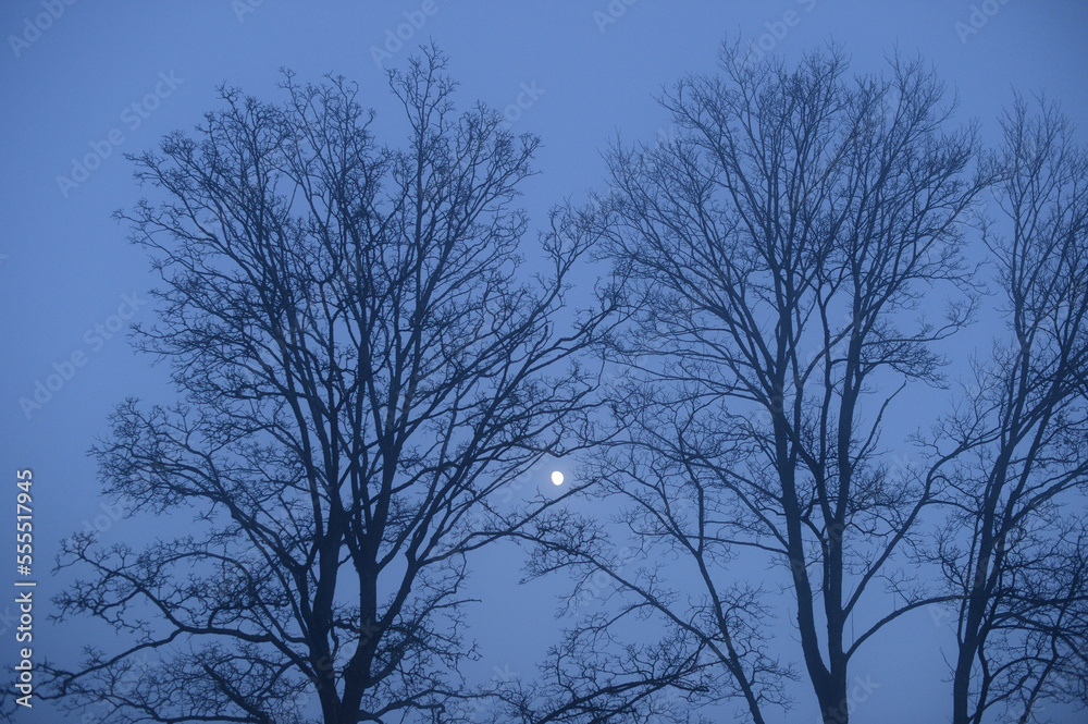 Moon through Bare Tree Branches in Winter, Upper Palatinate, Bavaria, Germany Moon through Bare Tree Branches in Winter, Upper Palatinate, Bavaria, Germany