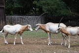 A group of Saharan oryx outdoors at the zoo on a summer day. Side view. Breeding saber-horned oryx in captivity.