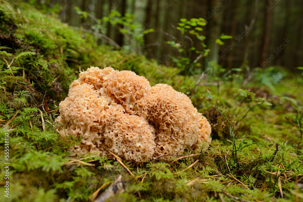 Cauliflower Mushroom (Sparassis crispa) on Forest Floor, Bavaria, Germany Cauliflower Mushroom (Sparassis crispa) on Forest Floor, Bavaria, Germany