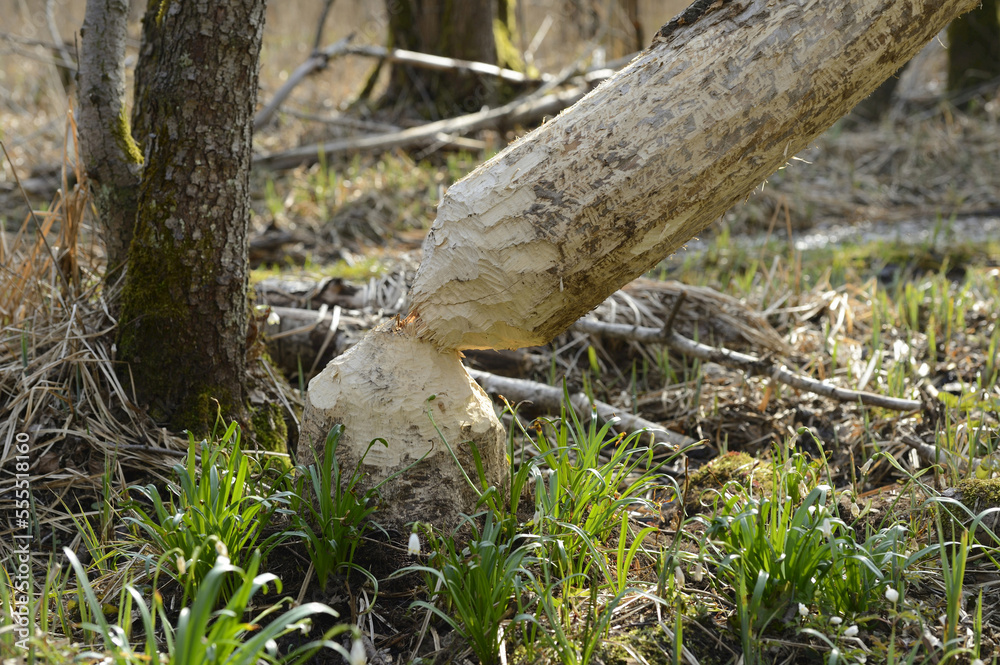 Tree Trunk Cut by Beavers and Leucojum Vernum in Early Springtime, Oberpfalz, Bavaria, Germany Tree Trunk Cut by Beavers and Leucojum Vernum in Early Springtime, Oberpfalz, Bavaria, Germany