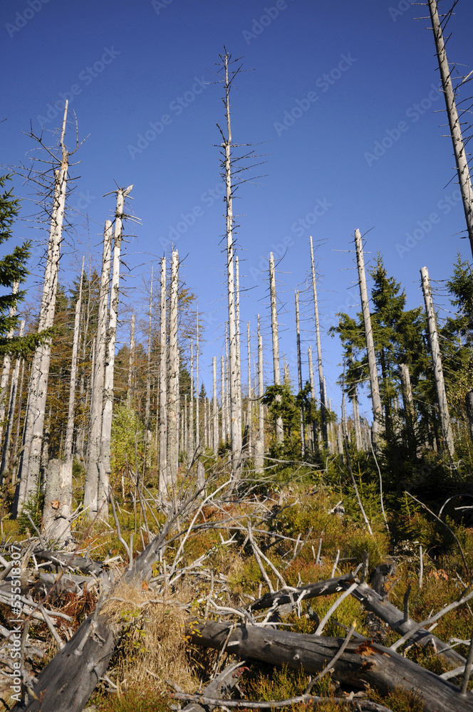Landscape of dead trees fallen by bark beetles in autumn in the Bavarian forest, Bavaria, Germany Landscape of dead trees fallen by bark beetles in autumn in the Bavarian forest, Bavaria, Germany