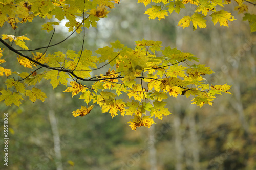 Some acer (Acer campestre) leaves in autumn, Bavaria, Germany. photo