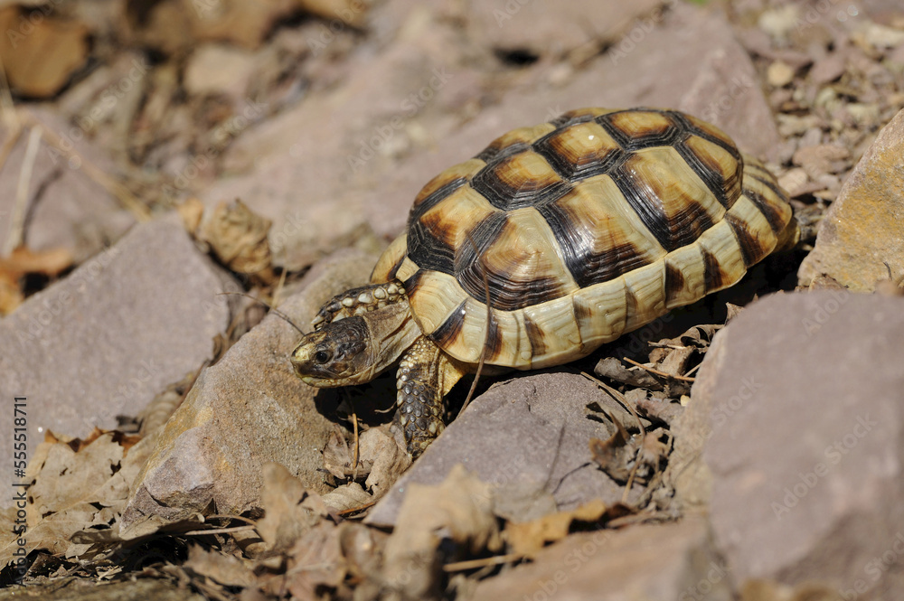 Eastern Hermann's tortoise (Testudo hermanni boettgeri) walking around on the ground, Bavaria, Germany Eastern Hermann's tortoise (Testudo hermanni boettgeri) walking around on the ground, Bavaria, Germany