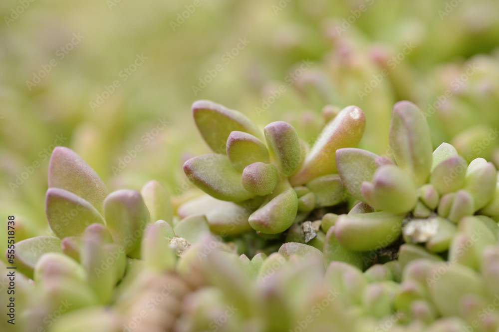 Close-up of Yellow Ice Plant (Delosperma nubigenum) Leaves in Winter, Upper Palatinate, Bavaria, Germany Close-up of Yellow Ice Plant (Delosperma nubigenum) Leaves in Winter, Upper Palatinate, Bavaria, Germany