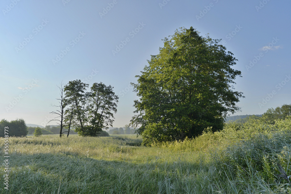 European Alder (Alnus glutinosa) in Meadow in Summer, Upper Palatinate, Bavaria, Germany European Alder (Alnus glutinosa) in Meadow in Summer, Upper Palatinate, Bavaria, Germany