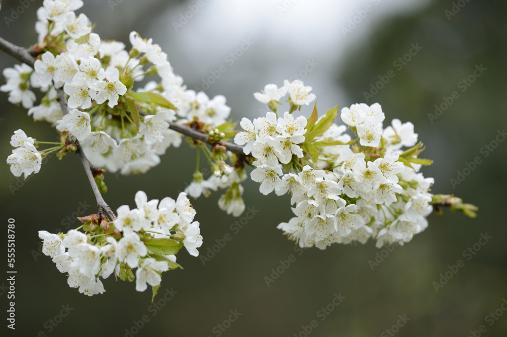 Close-up of Cherry Blossoms in Spring, Upper Palatinate, Bavaria, Germany Close-up of Cherry Blossoms in Spring, Upper Palatinate, Bavaria, Germany