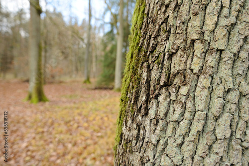 Close-up of a English oak (Quercus robur) tree trunk in autumn, Franconia, Bavaria, Germany