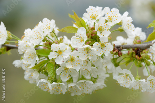 Close-up of Cherry Blossoms in Spring, Upper Palatinate, Bavaria, Germany photo