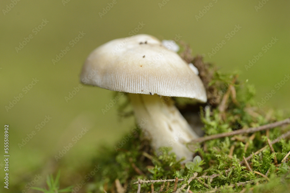 Close-up of Fool's Mushroom (Amanita verna) in Forest in Spring, Bavaria, Germany Close-up of Fool's Mushroom (Amanita verna) in Forest in Spring, Bavaria, Germany