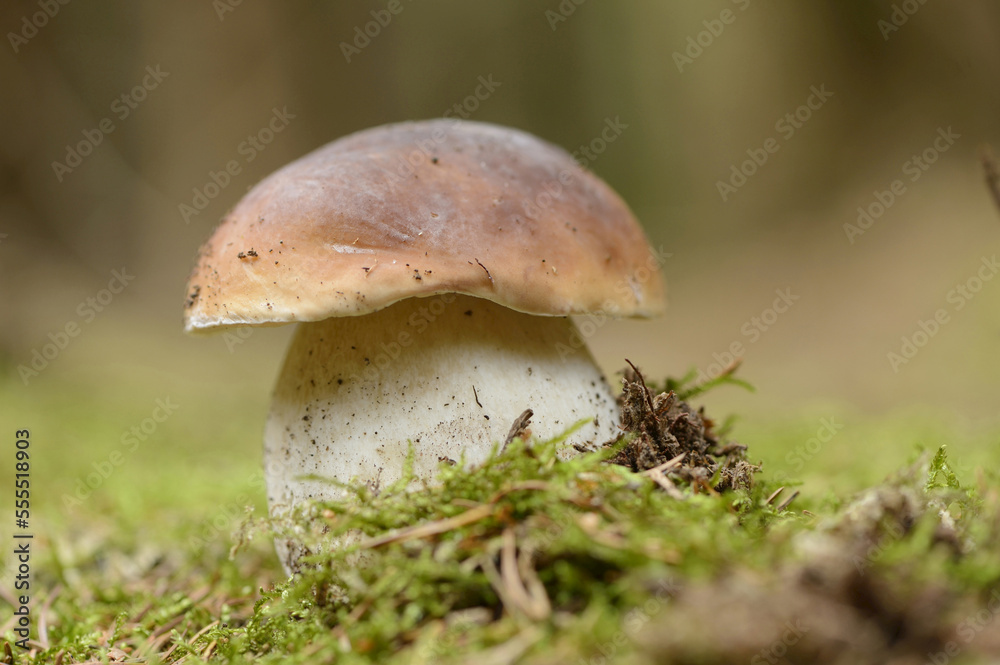 Close-up of Penny Bun (Boletus edulis) in Forest, Bavaria, Germany Close-up of Penny Bun (Boletus edulis) in Forest, Bavaria, Germany