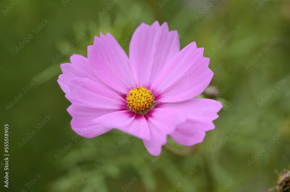 Close-up of Blossom of Cosmos (Cosmos bipinnatus) in Garden, Bavaria, Germany Close-up of Blossom of Cosmos (Cosmos bipinnatus) in Garden, Bavaria, Germany