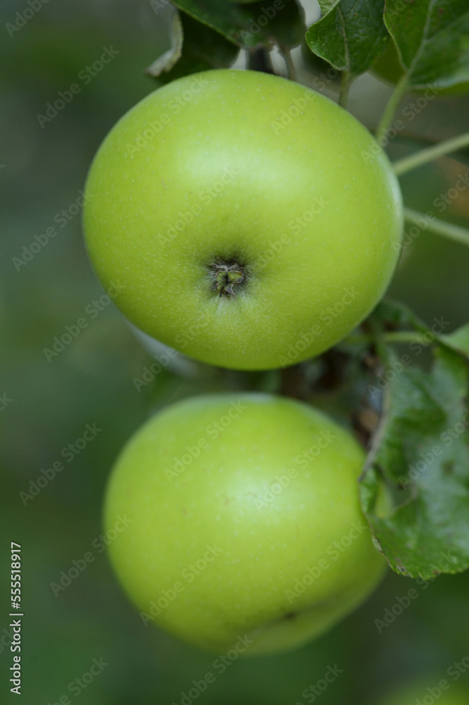 Close-up of Apples hanging on Tree, Styria, Austria