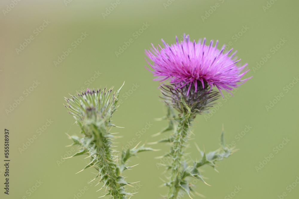 Close-up of Marsh Thistle (Cirsium palustre) blossom in autumn Close-up of Marsh Thistle (Cirsium palustre) blossom in autumn